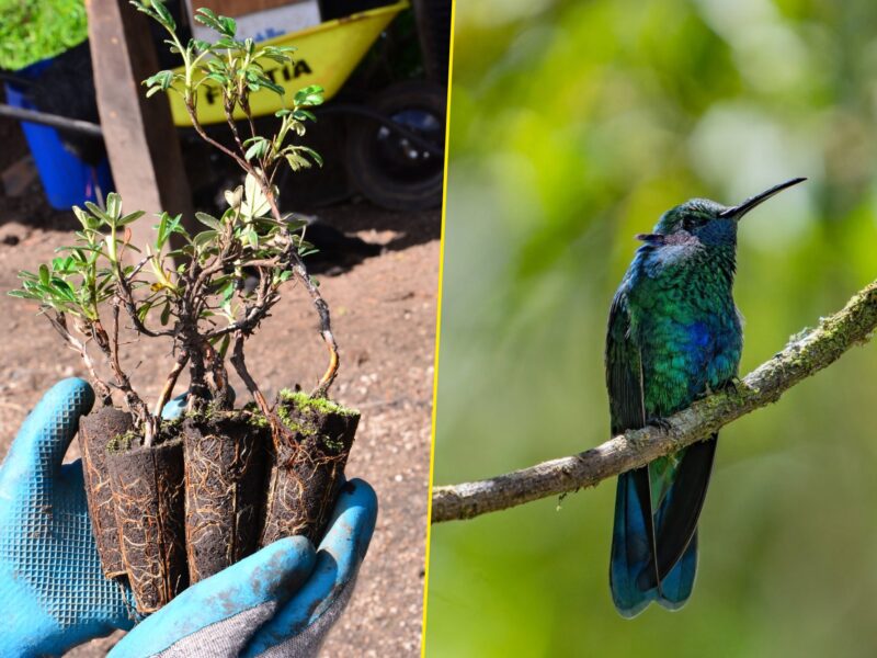 Pubity Group and TreeApp are bringing The Pubity Forest to Ecuador.