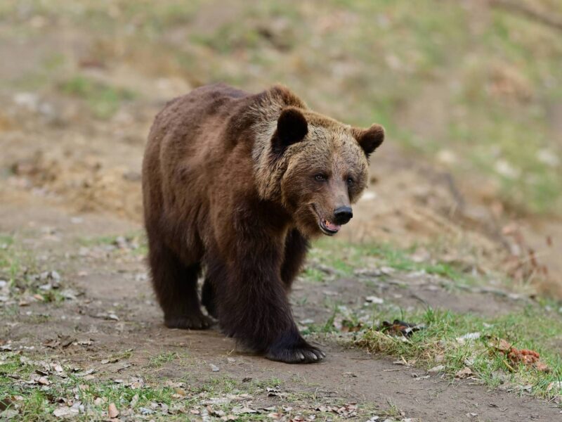 Brown bear